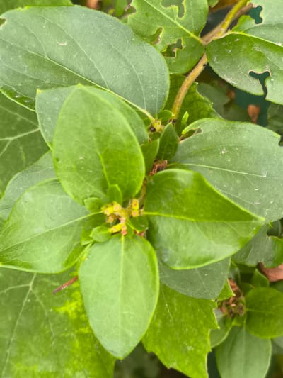 A close-up, overhead shot shows a cluster of green leaves on a plant. Some leaves have small, irregular holes chewed into their edges. At the center of the cluster, tiny yellow and pink buds are visible. A thin brown stem, possibly a twig, runs diagonally through the upper right portion of the image. The background is blurred and appears to be more foliage and a dark green surface. There are no people or animals visible. The scene is an outdoor plant in what appears to be a garden or natural setting.