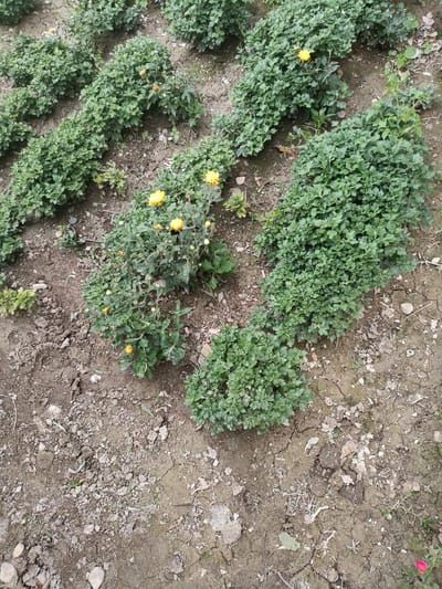 The image shows a close-up, high-angle view of a garden bed with several rows of green, bushy plants, some of which have small yellow flowers. The soil is dry and cracked, with scattered pebbles and fallen leaves. The plants appear to be chrysanthemums, commonly grown in Kyrgyzstan for their late-season blooms. The overall scene suggests a cultivated outdoor space in Tash-Dobo, Kyrgyzstan, likely a residential garden or a public park. There are no people or animals visible in the image.
