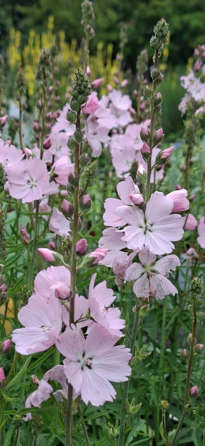 This is a close-up, vertical, outdoor photograph of a cluster of pale pink wildflowers with green stems and buds. The flowers are delicate and have five petals with darker veining in the center. They are arranged on tall, slender stems. In the background, out of focus, are more green foliage and some yellow flowers. The scene appears to be a garden or natural setting. There are no people or animals visible. The image does not provide any information about the city of Malda, Estonia.