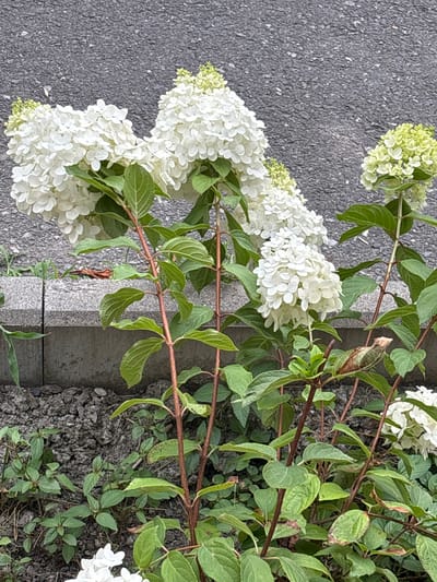 The media file shows a close-up of white hydrangeas with green leaves, growing next to a sidewalk. The hydrangeas are in full bloom and appear to be a Panicle Hydrangea variety, characterized by their cone-shaped flower clusters. The flowers are a vibrant white, with some hints of light green, especially on the newer buds. The leaves are a healthy, deep green, though some show slight browning at the edges, suggesting they may be mature or have experienced some environmental stress.

The hydrangeas are positioned along the edge of a dark gray asphalt surface, likely a sidewalk or road. A concrete curb separates the asphalt from a patch of soil and vegetation. The soil is dark and appears somewhat dry, with scattered small stones and debris. Some smaller green plants are growing in the soil around the base of the hydrangeas. The branches of the hydrangea plant are slender and reddish-brown, with visible leaf nodes.

The lighting suggests it is daytime, likely a sunny or overcast day, given the even illumination and lack of harsh shadows. The overall scene is natural and appears to be an outdoor setting in a residential or urban area where plants are cultivated. There is no visible text in the image. The image is oriented vertically, with the flowers and foliage dominating the right side and extending towards the left, creating a sense of depth.