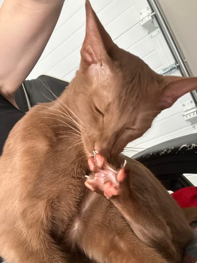 A close-up, eye-level shot shows a ginger-colored cat cleaning its paw. The cat's eyes are closed, and its paw is extended upwards towards its face. The cat is sitting on what appears to be a dark-colored surface, possibly a chair or couch. In the background, a white sectional garage door with metal hinges is visible. The lighting suggests an indoor setting, possibly a garage or a room with a garage door. There are no visible indications of the city of Konstantinovo, Russia.
