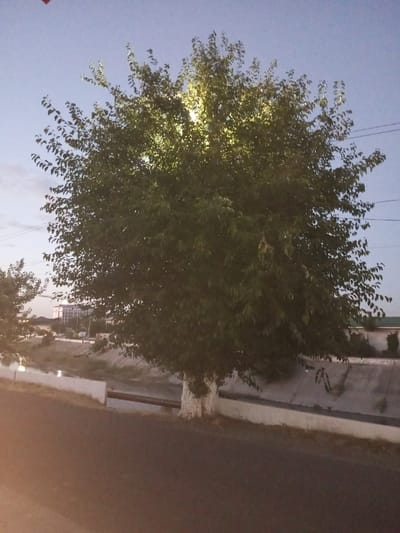 An outdoor, ground-level, medium shot captures a large, leafy tree in the foreground, illuminated by artificial light from above, suggesting it's nighttime or dusk. The tree's trunk is painted white at its base. Behind the tree, a concrete embankment lines what appears to be a canal or drainage ditch. Further in the background, a road runs parallel to the canal. Across the canal, buildings and power lines are visible. The sky is a pale, twilight blue with a hint of clouds. The scene appears to be located in Kattakurgan City, Uzbekistan, given the context.