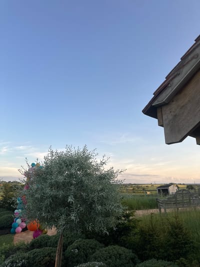 The image shows a view from a backyard in Hambleton District, UK. A large green bush with grey-green foliage dominates the foreground. To the left of the bush is a cluster of colorful balloons. In the background is a field of tall green grass. A small wooden shed is visible in the distance. The sky is a clear blue with a few wispy clouds. The top of a wooden structure with a red roof is in the top right of the frame. The scene is peaceful and tranquil, with the setting sun casting a warm glow over the landscape.