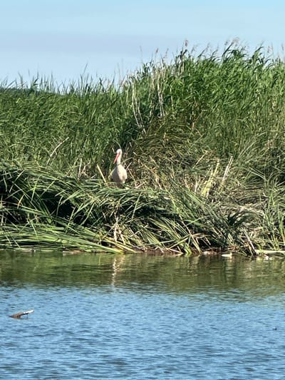 A bird, identified as a stork due to its long red beak and white and black plumage, stands amidst dense green reeds on the bank of a body of water. The stork is facing to the left, with its head slightly lowered. The water in the foreground is a vibrant blue, with small ripples on its surface. A piece of wood or debris floats on the left side of the water. The background is dominated by tall green reeds, with a clear blue sky visible above them. The scene depicts a natural wetland environment. This image was captured in Khlypnivka, Ukraine.