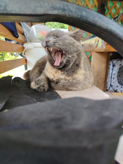 A tortoiseshell cat is captured mid-yawn, revealing sharp teeth and a pink tongue. The cat is resting on a light-colored surface, possibly a bench or table, with its front paw visible. The background suggests an outdoor setting, with greenery and wooden structures, likely part of a gazebo or porch in Novaya Prismara, Russia. The overall scene is informal and domestic.