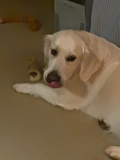 A light-colored dog with its tongue sticking out is lying on a carpeted floor. In the background, a dark object, possibly a piece of furniture or a vent, is visible. A light brown chew toy is near the dog's front paw. The scene appears to be indoors in a residential setting, with no specific landmarks in Stallings, United States of America that can be identified from the image.