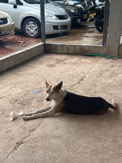 A medium-sized dog with brown and white fur lies on a concrete surface. The dog is positioned in the foreground, facing left with its head turned towards the camera. Its front legs are extended forward, and its hindquarters are resting on the ground. To the left of the dog, a crumpled piece of white material, possibly plastic, lies on the concrete.
In the background, several vehicles are parked. A silver car is partially visible on the left. Behind it, a dark-colored car is parked next to a motorcycle. The ground is wet and appears to be an outdoor area, possibly a parking lot or courtyard. The overall environment suggests a somewhat urban setting. The question mentions Juan Mina, Colombia, however, there are no specific visual cues in the image to confirm this location. The scene depicts a quiet moment with the dog at rest.