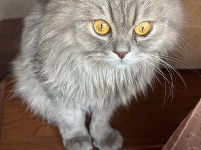 The image is a close-up, eye-level shot of a fluffy, grey tabby cat. The cat is facing the camera with its bright yellow eyes wide open, looking directly at the viewer. Its fur is long and soft, with darker tabby markings visible on its forehead. The cat's nose is small and pink. Its whiskers are long and white. The cat is sitting on a dark wooden surface, likely a table or floor, with a brown textured object visible on the right side of the frame. The background is out of focus, suggesting a shallow depth of field. The lighting is natural and illuminates the cat's face and fur. There is no information about the location being in Zhovte, Ukraine.