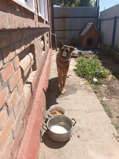 A German Shepherd dog stands in a yard next to a brick building. The dog is facing the camera with its mouth open and tongue hanging out. In front of the dog, on the ground, are two bowls, one with water and the other with dog food. Behind the dog is a wooden dog house. The yard is unkempt, with dirt and weeds. The building appears to be an older brick structure with some peeling paint. A metal fence can be seen in the background. The scene appears to be in a rural or suburban area of Tbilisskaya, Russia, likely a residential backyard.