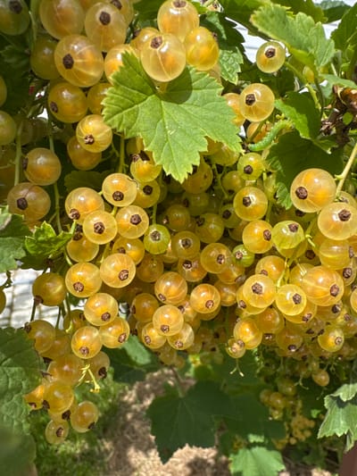 A cluster of ripe white currants hangs from a branch, backlit by the sun. The berries are translucent, revealing dark seeds within, and are clustered tightly together with green leaves and stems. The background is a blur of green foliage and dappled sunlight, with a hint of what appears to be a white fence or structure. The image is a close-up shot, focusing on the details of the fruit and its natural environment. There are no people or animals visible in the image, and no discernable activity is taking place. The scene is static and appears to be in a garden or outdoor setting. The location in the city of Oliki, Russia is not visually represented in this image.
