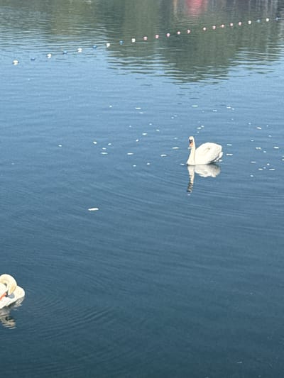 The image shows a swan swimming on a body of water in Rushden, United Kingdom. The water has small ripples and reflections of objects along the shore. There are some small objects floating on the water, possibly petals or debris. Another swan is partially visible in the lower right corner of the image.