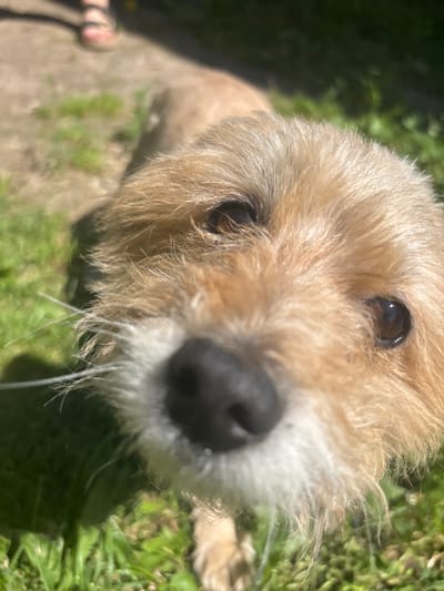 A close-up, eye-level, shallow depth of field shot shows a small, light brown dog's face from the nose up, with its head tilted slightly to the left, looking directly at the camera. The dog has dark, expressive eyes, a black nose, and a long muzzle with prominent white whiskers. Its fur appears somewhat tousled. The background is blurred, revealing green grass and a hint of a person's legs wearing pink sandals in the upper left quadrant, suggesting an outdoor setting in a natural environment. There is no indication of the city of Аряж, Russia, or any urban elements present in the image.