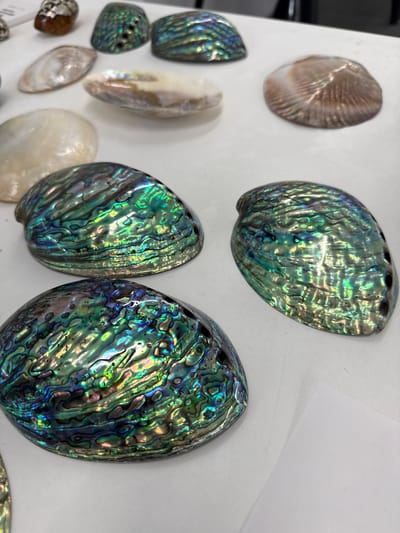 The image shows a collection of polished sea shells, arranged on a white surface. The shells exhibit iridescent hues of green, blue, and gray. The shells are varied in size and shape, ranging from small, smooth, oval forms to larger, more textured, abalone-like shells. The background is plain white. There is no evidence to suggest that this image was taken in Синьково, Russia.