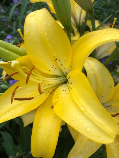 This close-up, eye-level, vertical, outdoor photograph captures a vibrant yellow lily in full bloom. The flower's petals are adorned with numerous water droplets, suggesting recent rain or dew. The stamens, tipped with brown pollen, are prominently displayed in the center of the bloom. The background is a soft blur of green foliage and hints of purple flowers, indicating a garden setting. No people or specific locations in Radomyshl, Ukraine, are identifiable in this image. The image focuses solely on the natural beauty of the lily.