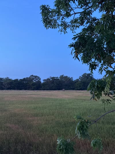 An outdoor, low-angle medium shot captures a tranquil scene in Ulla, Sri Lanka. The clear blue sky dominates the upper portion of the frame, with lush green foliage of a tree in the foreground, partially obscuring the view. In the middle ground, a vast field of tall grass stretches towards a dense line of trees in the background. A solitary elephant stands in the middle of the grassy field, its grey form a subtle contrast against the green and brown hues of the landscape. The overall impression is one of natural serenity and peaceful coexistence between wildlife and the environment.