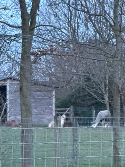 The scene is an outdoor rural or semi-rural setting located in Tielrode, Belgium. In the mid-ground, two alpacas are present within a fenced enclosure. One light-colored alpaca is seated on the green grass, positioned left of center and facing right. To its right, a dark grey alpaca stands on all fours with its head lowered towards the ground, indicative of grazing. A wire mesh fence, supported by vertical wooden posts, extends across the foreground and mid-ground, separating the viewer from the alpacas. In the background, to the left, a weathered wooden shed or small outbuilding with an open entrance is visible. Further right in the background, a wooden gate structure is present. The upper portion of the frame and background are dominated by numerous bare deciduous trees, suggesting an autumn or winter season. The sky, visible through the branches, is a pale, overcast blue.