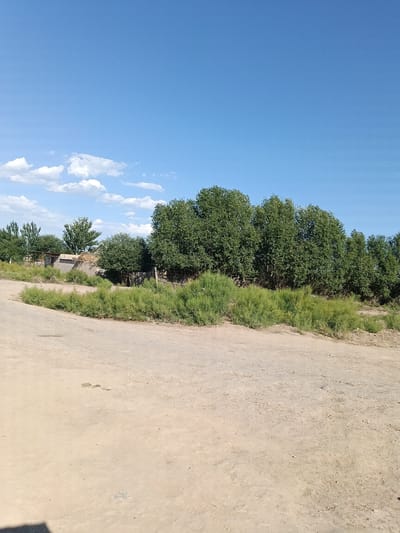 The image depicts a dusty road in Kungrad, Uzbekistan, under a clear blue sky with scattered white clouds. The road appears to be unpaved and is bordered by sparse, dry vegetation. In the background, a dense line of green trees forms a natural barrier, behind which small, simple structures are visible, suggesting a rural or semi-rural settlement. The overall scene conveys a sense of a warm, sunny day in a somewhat arid environment.