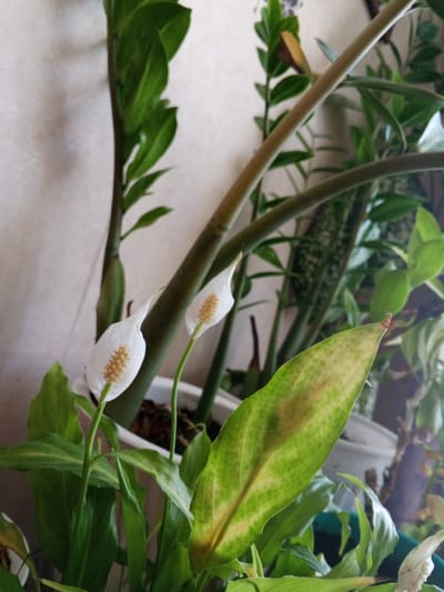 The image displays a close-up view of several potted plants indoors. In the foreground, a Peace Lily (Spathiphyllum) is prominent, with two white spathes and a spadix visible. One of the Peace Lily's leaves in the foreground exhibits yellowing and browning, indicating potential distress. Behind the Peace Lily, parts of other plants, including what appears to be a ZZ plant (Zamioculcas zamiifolia) with its characteristic glossy leaves, are visible. The plants are arranged in white and green pots. The background consists of a textured wall, likely painted. There is no indication of the city of Danilov, Russia, or any specific location details within the image itself. The scene is static and shows no activity or people.