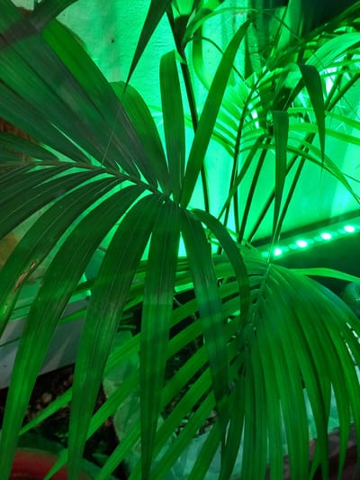 A close-up vertical shot features the lush foliage of a palm-like plant under intense artificial green illumination. Its dark green, elongated, pinnate leaves dominate the foreground and midground, with the vibrant green light highlighting their texture and venation. Minor brown discoloration is visible on some leaflets. A textured, light-colored wall, also suffused with green light, forms the background. Along the upper right portion of this wall, a horizontal strip of uniformly spaced, illuminated green circular LED lights is visible. Dark, indistinct forms, possibly soil or other objects, are partially visible at the bottom, obscured by the plant's lower leaves. No individuals, actions, or direct interactions are present. The scene is located in the city of Drama, Greece.