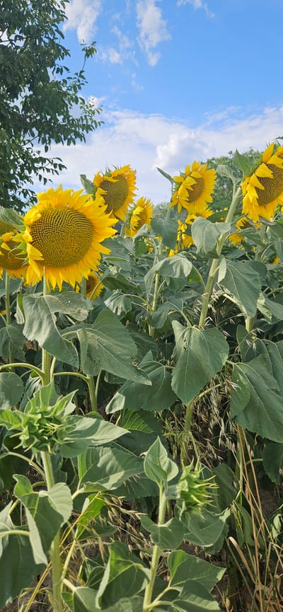 This is a vertical, medium-shot photograph of a field of sunflowers under a bright blue sky with scattered white clouds. The foreground is dominated by the large, vibrant yellow heads of sunflowers with dark brown centers, their petals fanning outwards. The leaves of the sunflowers are large, dark green, and slightly rough in texture, some showing signs of wear. In the bottom left and right of the frame are unopened sunflower buds, their green sepals tightly furled. Interspersed with the sunflowers are dry, straw-colored stalks and blades of grass. In the upper left quadrant, the dark green foliage of a tree with dense leaves partially obscures the sky. The background reveals more rows of sunflowers and a faint line of green trees and vegetation against the horizon. The lighting suggests a sunny day, with the sun illuminating the sunflowers from the side. The scene is outdoors in a rural or agricultural setting. The location is specified as Cserszegtomaj, Hungary, implying a natural or cultivated landscape typical of the region. There are no people or animals visible in the image.