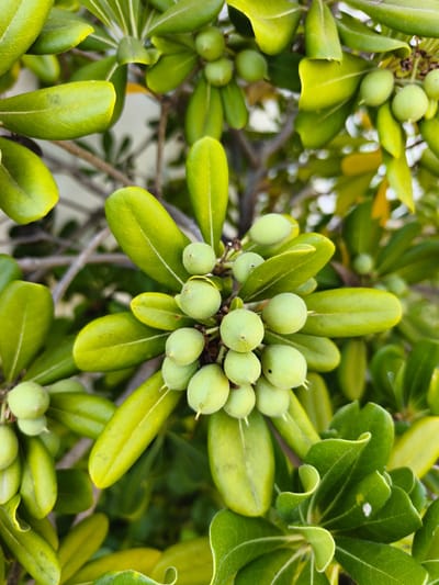 This is a close-up, eye-level, outdoor, natural light photograph of a leafy green plant with small, round, green fruits. The plant's leaves are oval-shaped with a slightly glossy texture and are various shades of green, from bright lime green to a deeper, darker green. Some leaves are smooth, while others have a slight curl or wave to their edges. The fruits are clustered on stems among the leaves, appearing as small, rounded spheres. The background is softly blurred, showing more greenery and hints of branches and possibly a lighter-colored surface, like a wall or fence. The overall impression is one of vibrant, healthy plant life. The photograph does not contain any people or visible signs of human activity. It is a detailed macro shot of the plant's natural features. The specific location of Dehesa de Campoamor, Spain, is not visually identifiable within the image itself.