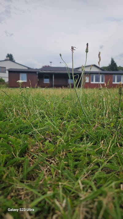 This media file depicts a low-angle, sideways view of a grassy area in front of buildings. The foreground is dominated by green grass and some dry stalks. In the mid-ground, a few delicate plant stems with small buds are visible, one of which has a small, reddish-brown insect on it.
Behind the grass, a long, dark-roofed building with red brick walls and several windows is partially visible. To the left of this building, another building with a lighter facade and windows can be seen. The overall setting appears to be a residential or semi-residential area. The sky is overcast, suggesting a cloudy day. The time of day is not explicitly indicated but appears to be daytime.
The image contains the visible text "Galaxy S23 Ultra" in the lower right corner, which is a product watermark. There are no people or distinct events taking place in the image; it is a still life focused on the natural elements in the foreground and the background architecture. The mood is neutral, focusing on the textures and forms of the environment. The location context provided is Schleiz, Germany.