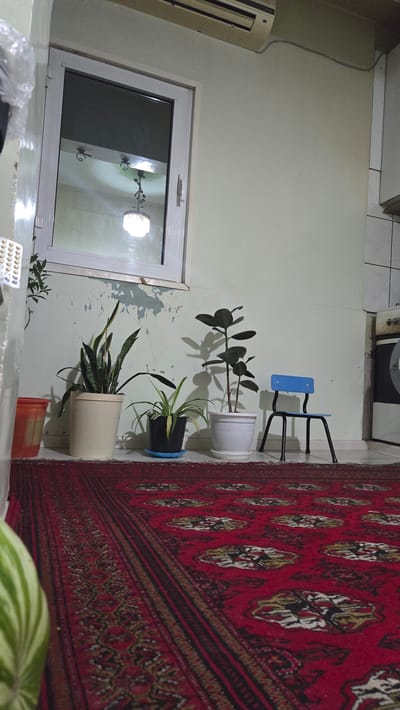 The image depicts an indoor scene, likely a domestic interior, in Mary City, Turkmenistan. The foreground is dominated by a red carpet with a geometric pattern. To the left, a portion of a large, green and white striped object, possibly a piece of fruit or a decorative item, is visible. In the mid-ground, several potted plants are arranged along a wall beneath a window. These include a snake plant in a cream-colored pot, a spider plant in a black pot with a blue saucer, and a rubber plant in a white pot. To the right of the plants, a small blue and black child's chair is placed on the floor.
The background shows a pale green wall with areas of peeling paint beneath the window. The window itself is reflective, showing a light fixture and what appears to be a ceiling inside. Above the window, an air conditioning unit is mounted on the wall. To the far right, a portion of a kitchen appliance, possibly a stove or oven, is visible. The overall lighting is dim, suggesting it might be evening or the room is poorly lit. There are no people visible in the image, and no actions are being depicted. The scene appears to be a static arrangement of objects.