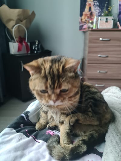 A tabby cat is resting on a bed with a white blanket and a patterned duvet. The cat is mostly asleep, with its head resting on its paws. The cat is a mix of brown, black, and orange fur. Behind the cat, there is a dresser with wooden drawers and a wall with a picture. On the left side of the image, there is a brown paper bag with a white handle, and a small gift box with a red ribbon. The scene appears to be indoors, possibly in a bedroom or living room. The lighting suggests it might be daytime. There is no visible text in the image.