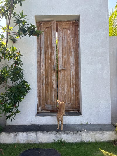 A ginger cat is leaping from a weathered wooden window frame on a white stucco building. The window frame is surrounded by white stucco, and the building is located in Cemagi, Indonesia. Greenery grows near the base of the building, and a lawn is visible to the side. A palm tree is visible at the top.