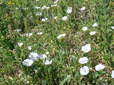 A sun-drenched field of white bindweed flowers and green foliage under a clear sky. The scene is a close-up of the wildflowers with their trumpet-shaped blossoms. The green leaves and stems of the bindweed are interspersed with other wild grasses and plants, some with small yellow flowers visible in the background. The ground appears to be dry soil with some pebbles. The lighting suggests it is daytime, likely mid-morning or afternoon, with bright sunlight casting shadows on the flowers and plants. The overall impression is one of a natural, uncultivated rural landscape in Toguz-Bulak, Kyrgyzstan. No people, objects, text, or specific activities are visible.