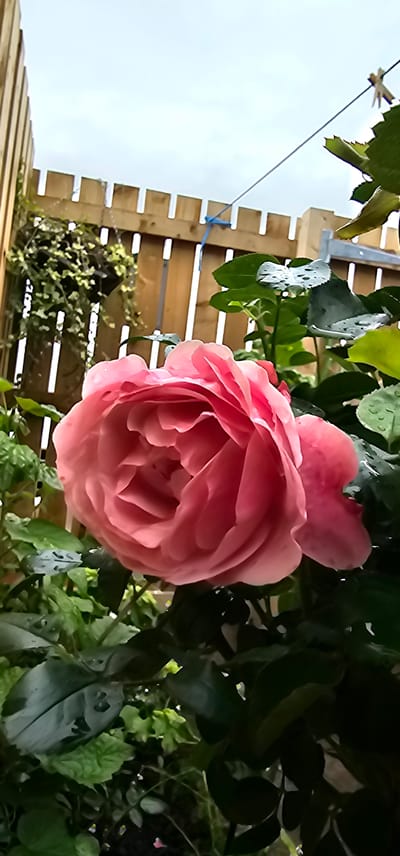 A close-up, low-angle shot shows a large, pink rose in full bloom. The rose is positioned in the foreground, with its petals unfurling in soft layers. Water droplets are visible on the rose and its surrounding green leaves, suggesting recent rain or watering.
In the background, a wooden fence with a picket-style top runs horizontally across the mid-section of the image. The fence is made of light-colored timber and appears to be a boundary within a garden. To the left of the fence, a hanging basket filled with trailing green plants is suspended. A clothesline is visible above the fence, with a wooden clothespin attached.
The overall environment appears to be an outdoor garden space in Kilwinning, United Kingdom. The sky above is overcast with grey clouds. The scene is captured in daylight, but the lighting is soft due to the cloudy conditions. No people or animals are present in the image. The focus is on the natural beauty of the rose and the garden setting.