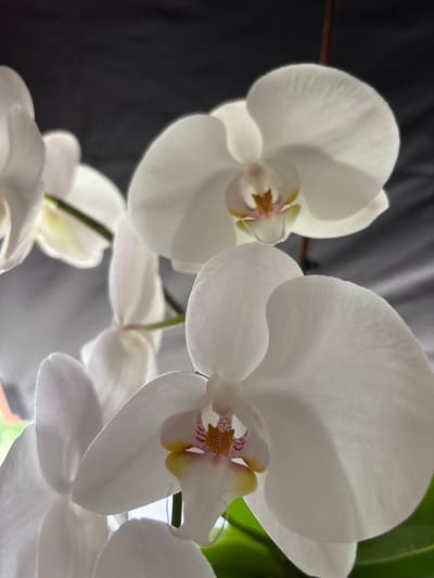 The image shows a close-up view of white orchids. The flowers are white with delicate yellow and pink centers. The petals are translucent and appear to be catching the light, creating a soft glow. The background is dark and out of focus, which helps to emphasize the beauty of the flowers. The image appears to have been taken indoors, possibly in a home or greenhouse setting. There is no information available to suggest the location of this image in Wörth am Main, Germany.