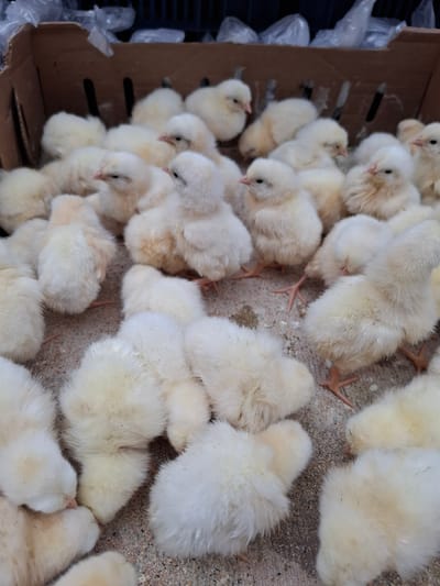 A close-up, top-down view captures a cluster of young chicks nestled together in a cardboard box. The chicks, with their soft, fluffy yellow down, are mostly facing away from the camera, their small heads tucked in or turned to the side. Their tiny orange feet are visible amongst their downy bodies and the sandy substrate of the box. The background shows the rough texture of the cardboard, hinting at a shipping or hatching environment. The lighting is even, suggesting an indoor setting, possibly a farm or hatchery. No text is visible in the image. The scene evokes a sense of innocence and new life, as the chicks huddle for warmth and security. The context of Beylikdüzü, Turkey, suggests this could be a scene from an agricultural operation in that region.
