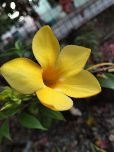 A single, vibrant yellow flower is centered in a close-up, shallow depth-of-field photograph, taken in Panton, Indonesia. The flower, exhibiting five broad, rounded petals forming a trumpet shape, features a deeper orange-yellow center with visible linear striations. Green foliage and unopened buds are partially visible and out of focus to the lower left of the flower. The background is heavily blurred; the upper-left quadrant shows indistinct light green, white, and dark forms, with a faint, out-of-focus grid pattern. The lower-right background consists of dark, granular ground cover, possibly soil or gravel, with scattered small reddish-pink specks, also out of focus. No individuals, animals, or specific man-made structures are clearly discernible.