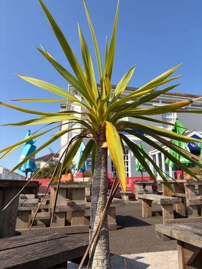 An outdoor scene in Torquay, United Kingdom, features a young palm tree with variegated green and yellow leaves in the foreground. The tree has a rough, textured trunk and thin, brown dried leaves hanging down. In the background, a building with white siding and a brown roof is visible, with several windows and doorways. In front of the building, wooden picnic tables and benches are arranged on a paved surface. There are also several large, closed umbrellas, some bright blue and others green, interspersed among the tables, suggesting a commercial outdoor seating area. The sky is clear and blue.
