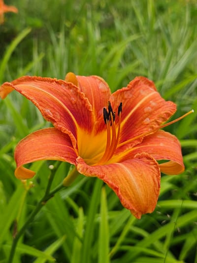 A close-up, vertical shot features an orange daylily in bloom, positioned slightly right of center against a blurred green background of grass. The flower displays six prominent petals, with ruffled edges and a gradient of color from a deep orange-red at the base to a brighter orange towards the tips. The center of the bloom reveals yellow stamen tipped with black anthers, and a thin pistil extending outward. The petals are slightly curled and appear wet, with small water droplets visible on their surfaces. The stem and a small bud are also visible. The environment is natural, with lush green foliage dominating the background, suggesting an outdoor setting. No people or specific structures are discernible in the scene. The image is static and focuses solely on the floral subject.