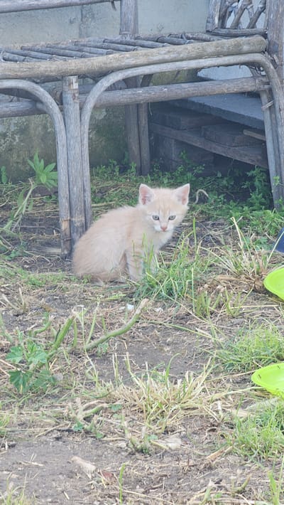 In Tsarkva, Bulgaria, an outdoor scene is depicted. A solitary, light orange-cream colored kitten with blue-green eyes is centrally positioned, sitting on bare earth mixed with sparse dry and green vegetation, facing forward. Behind and to the left of the kitten, a weathered wooden post is visible. The upper portion of the frame is dominated by a rustic, weathered wooden structure, constructed from irregular branches and slats. Behind this structure, a light-colored building surface is visible, along with shadowed areas containing stacked dark, rectangular objects. In the lower right, two partially visible bright green plastic bowls rest on the ground. The immediate ground consists of dry, compact soil interspersed with tufts of short grass and low-lying green plants. No human presence or specific actions are observed.