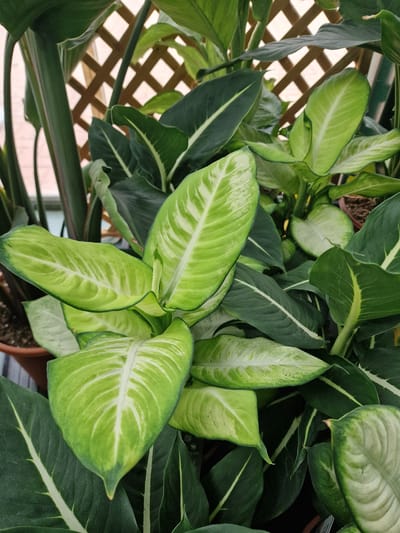 The image displays a close-up, eye-level view of a lush arrangement of houseplants, likely within a greenhouse or indoor garden setting in Wootton, United Kingdom. The dominant feature is the dense foliage of several large-leaved plants, primarily featuring variations of green with distinct lighter green or white variegation patterns on their leaves. The leaves are broad, ovate to lanceolate in shape, with prominent central veins and intricate, lighter colored venation radiating outwards. Some leaves are a deep, rich green, while others are a lighter, almost lime green, with striking patterns of lighter streaks and blotches. The texture of the leaves appears smooth and slightly glossy.
In the background, a wooden lattice structure, possibly a trellis or decorative screen, is visible. The lattice has a diamond pattern and appears to be made of light-colored wood. Through the openings of the lattice, a soft, diffused light suggests an outdoor or windowed environment. The overall impression is one of abundant plant life and a serene, verdant atmosphere. There are no people or animals visible in the image, nor are there any overt actions or interactions taking place. The focus is solely on the detailed textures and patterns of the plant life and the subtle background elements.