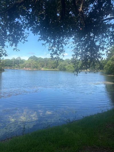 The image shows a serene body of water, likely a lake or pond, with ripples on its surface reflecting the bright blue sky. Lush green grass lines the foreground, sloping down to the water's edge. Across the water, a dense line of trees and foliage creates a natural backdrop, with a few scattered rocks and what appear to be small decorative structures visible on the far bank. The scene is framed by the dark silhouette of tree branches and leaves in the upper portion of the image. The overall impression is one of a tranquil natural setting within a park or garden. This scene is consistent with locations found in Delray Beach, United States, such as the Morikami Museum and Japanese Gardens, known for its picturesque water features and surrounding greenery.