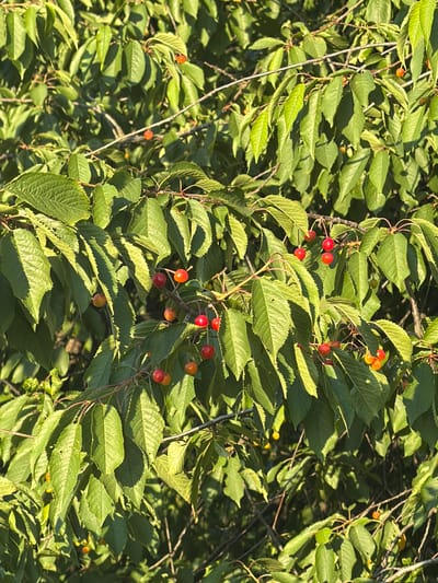 The image shows a close-up of a cherry tree with green leaves and ripe cherries. The cherries are red and some are orange-yellow. They are clustered on thin stems, with some individual cherries also visible. The leaves are varied in shape and size, with some showing prominent veins. The lighting suggests it is daytime, with sunlight filtering through the leaves and casting shadows. The scene is natural and appears to be outdoors. The location is identified as Uhersko, Ukraine.