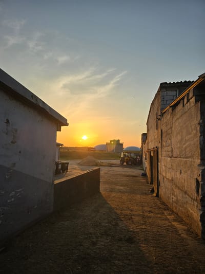 The image depicts an outdoor scene at what appears to be an agricultural or industrial facility, likely in Kitzscher, Germany, during sunset. The sky is a gradient of pale blue to warm orange as the sun, a bright orb, sets near the horizon. Wispy clouds are visible.
In the foreground, on the left, is a plain, light-colored building with a textured surface. A dark-colored concrete barrier runs along the base of this building. On the right side, a long, textured concrete building with a corrugated metal roofline and visible concrete blocks dominates the right half of the frame. Wooden doors are set into this building. The ground is dirt and gravel, with patches of dry grass and straw. Long shadows are cast across the ground by the setting sun, extending from the buildings into the pathway between them.
In the middle ground, further into the scene, a yellow tractor with a dome-shaped attachment is visible. Beyond the tractor, there are two large, cylindrical structures, possibly silos or storage tanks, with one appearing to have a domed roof. A pile of dirt or sand is situated near the tractor. Two dark-colored trash bins are placed near the concrete barrier on the left.
The overall atmosphere is quiet and serene, characterized by the warm glow of the setting sun illuminating the rustic structures and landscape. There are no people visible in the image. The scene suggests a working environment at the end of the day.