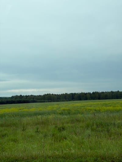 The image depicts a vast, open field with a dense line of trees forming the horizon. The sky is a pale blue with faint, wispy clouds. The field itself is a vibrant green, with patches of yellow wildflowers scattered throughout, creating a picturesque, natural landscape. The trees appear to be deciduous, forming a dark, undulating line against the lighter sky. The lighting suggests it is daytime, possibly late afternoon or early evening given the soft, diffused light. The scene evokes a sense of tranquility and natural beauty. There are no people or specific objects visible, focusing the attention entirely on the sweeping natural environment. The location is identified as Rodnikovyi, Russia, which places this scene within a rural or natural setting characteristic of the region. There is no visible text in the image.