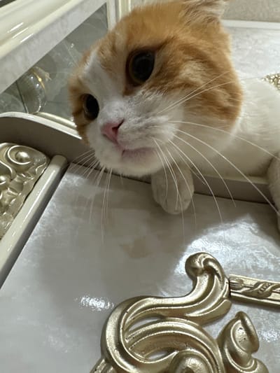 A close-up, slightly tilted shot focuses on a ginger and white cat with striking brown eyes and a pink nose. The cat's face dominates the frame, with a few long whiskers extending towards the upper right. Adjacent to the cat is a highly stylized, ornate, gold-colored decoration. A reflective surface with more ornate gold embellishments visible below the cat suggests the cat is lying on a piece of furniture.