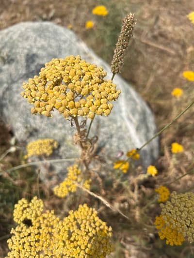 This is a close-up, top-down view of a patch of wild yellow flowers growing in a dry, grassy area, likely in Yuryevka, Kyrgyzstan. A smooth, grey rock is visible in the background, partially obscured by the flowers. The flowers are small and clustered, forming round, frothy heads. Some of the flower heads are in focus, showing their intricate texture, while others are blurred, creating a soft bokeh effect. A single, long, thin stem is visible, arching over the scene. A spikey, dried seed head from another plant is also present in the upper left of the frame. The overall impression is one of natural beauty and wild growth in a somewhat arid environment. The lighting suggests it is daytime, possibly late morning or early afternoon, with the sun casting a warm glow on the scene. There is no visible text.