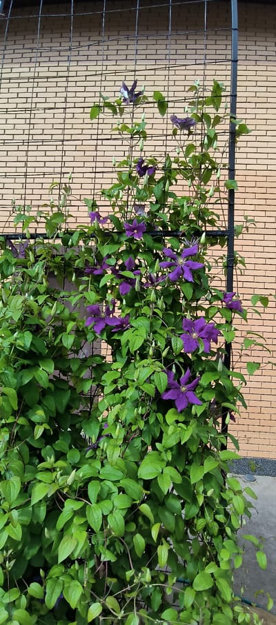 The image shows a trellis covered in a dense growth of green foliage and purple clematis flowers. The trellis is made of dark metal wire mesh and is positioned in front of a light brown brick wall with a textured pattern. The clematis flowers are star-shaped with prominent stamens. Some flowers are fully open, while others are still in bud or have partially wilted. The leaves of the plant are a vibrant green, with some showing lighter green new growth. The scene appears to be outdoors, with natural lighting suggesting it is daytime. The brick wall and the style of the trellis suggest an outdoor setting, possibly a garden or patio. The location context provided is "LMS Settlement, Russia," which could imply a residential or community garden environment. There is no visible text in the image. The overall impression is one of lush, natural growth adorning a man-made structure.