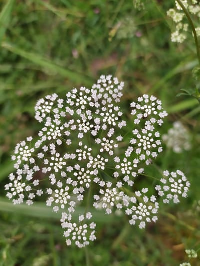 The image shows a close-up, top-down view of a cluster of small white flowers, likely from the Apiaceae family, with a blurred green background of foliage. The flowers are arranged in umbels, with individual florets appearing delicate and star-shaped. A few tiny dark insects are visible on some of the flowers. The overall impression is one of a natural, outdoor setting. The provided location is Mirzamammadgishlag, Azerbaijan.