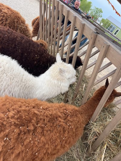 The image shows a group of alpacas of varying colors (white, brown, and reddish-brown) feeding from a wooden hay feeder. They are positioned in a row with their heads reaching through the wooden slats to access the hay. Behind the feeder, a man in a black jacket and blue jeans can be seen. In the background, a green building is visible. The scene appears to be set outdoors in what may be a petting zoo or farm environment. Based on the provided location, this image was taken in Tavrichanka, Russia.
