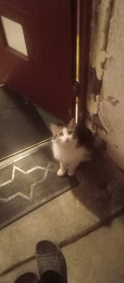 A domestic cat with white and gray fur sits on a doormat with a Chevrolet logo in front of a dark red door. The cat is looking up and to the right. To the right of the door, a textured, light-colored wall is visible, with patches of peeling material. The floor is concrete. The lighting suggests it may be nighttime or an interior space with dim lighting. A pair of dark gray sandals are visible in the lower part of the frame. The scene appears to be an entryway.