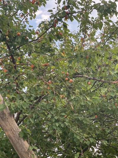 The image shows a close-up, low-angle view looking up into a tree laden with apricots. The fruit is small and round, with a peachy-orange hue, scattered amongst dense green leaves. Several branches are visible, some thicker and more textured, others slender. In the background, patches of a light blue sky with white clouds can be seen peeking through the foliage, suggesting it is daytime and the weather is clear. The overall impression is of a bountiful harvest from a fruit tree, likely in an outdoor setting. There is no visible text in the image. The location context is Bujum, Kyrgyzstan.