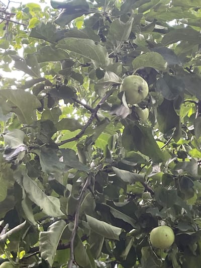A close-up, vertical shot of an apple tree shows several green apples on branches amidst dense foliage. The lighting suggests an overcast day, casting a soft, diffused light on the scene. The leaves are a vibrant green, some showing slight imperfections like small holes or wilting edges. The branches are dark brown and twisted, providing a stark contrast to the softer greens of the leaves and fruit. The background is a blur of lighter green and white, indicating the sky or perhaps other foliage further away. No people or animals are visible in the frame. The image appears to be taken outdoors in a natural setting, likely a garden or orchard.